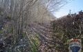 Waldweg