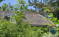 Steindach